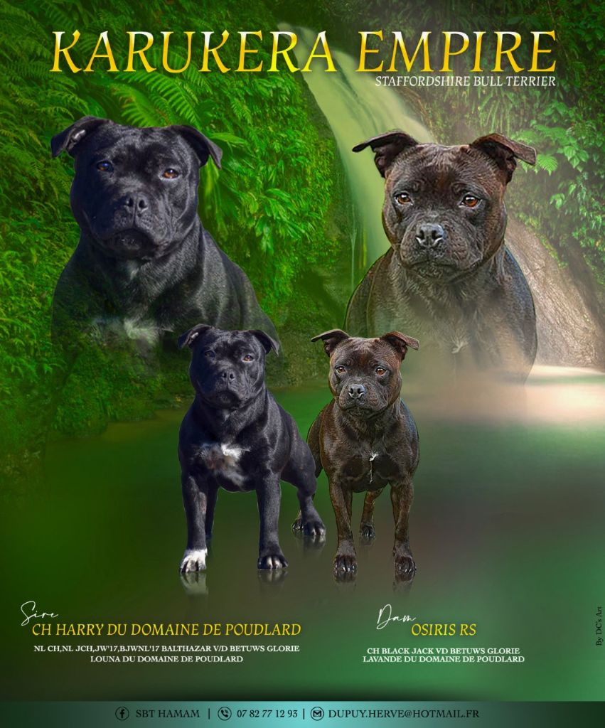 Karukera Empire - Staffordshire Bull Terrier - Portée née le 30/11/2021