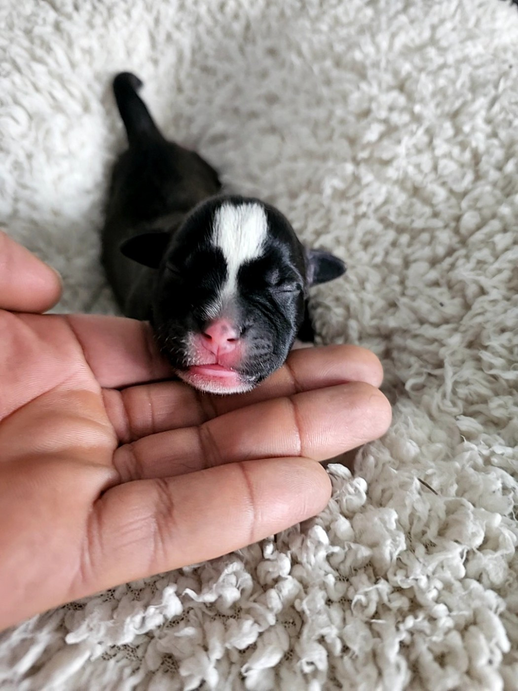 Karukera Empire - Chiots disponibles - Staffordshire Bull Terrier