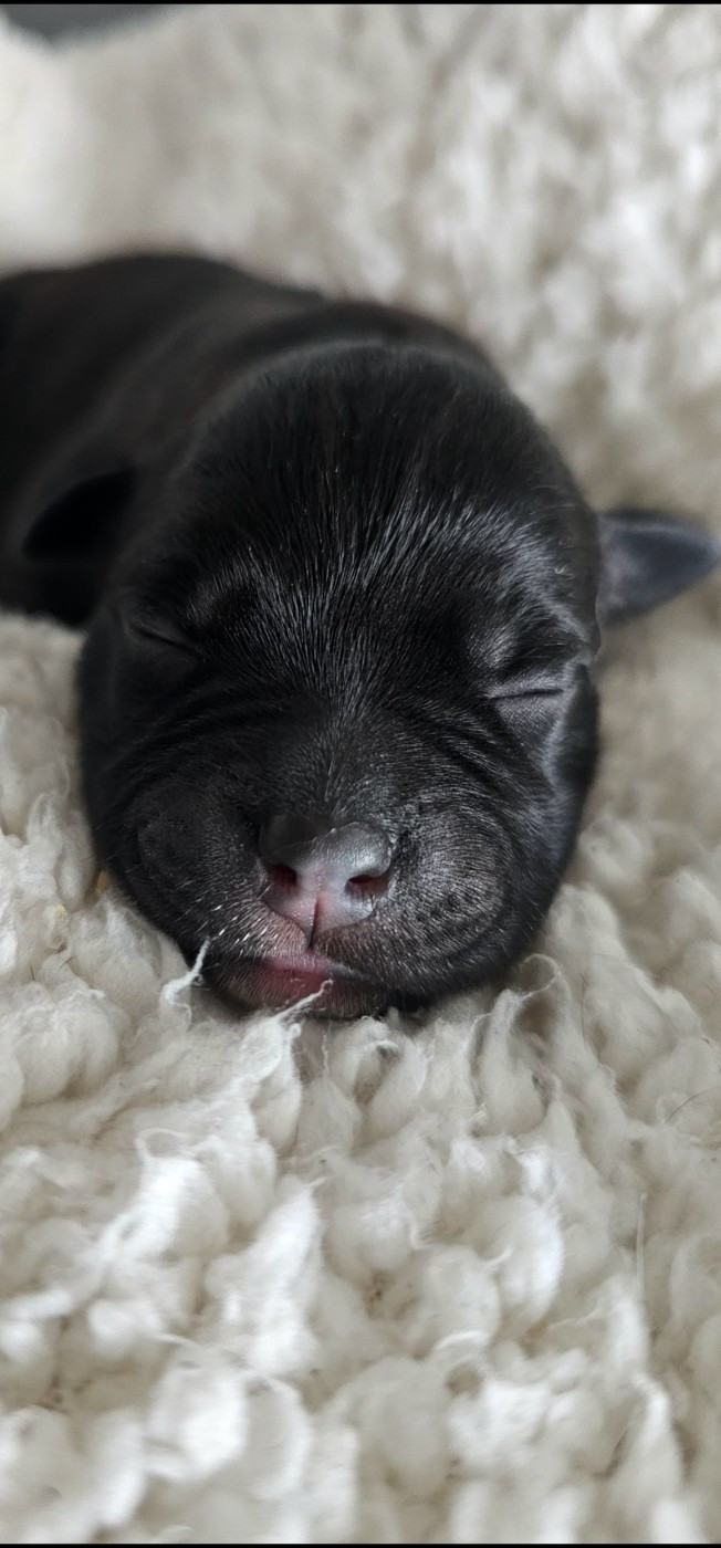 Karukera Empire - Chiots disponibles - Staffordshire Bull Terrier