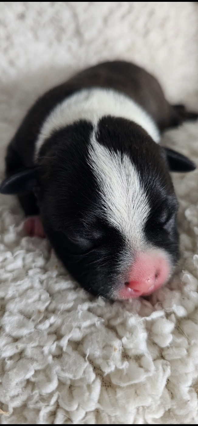 Karukera Empire - Chiots disponibles - Staffordshire Bull Terrier