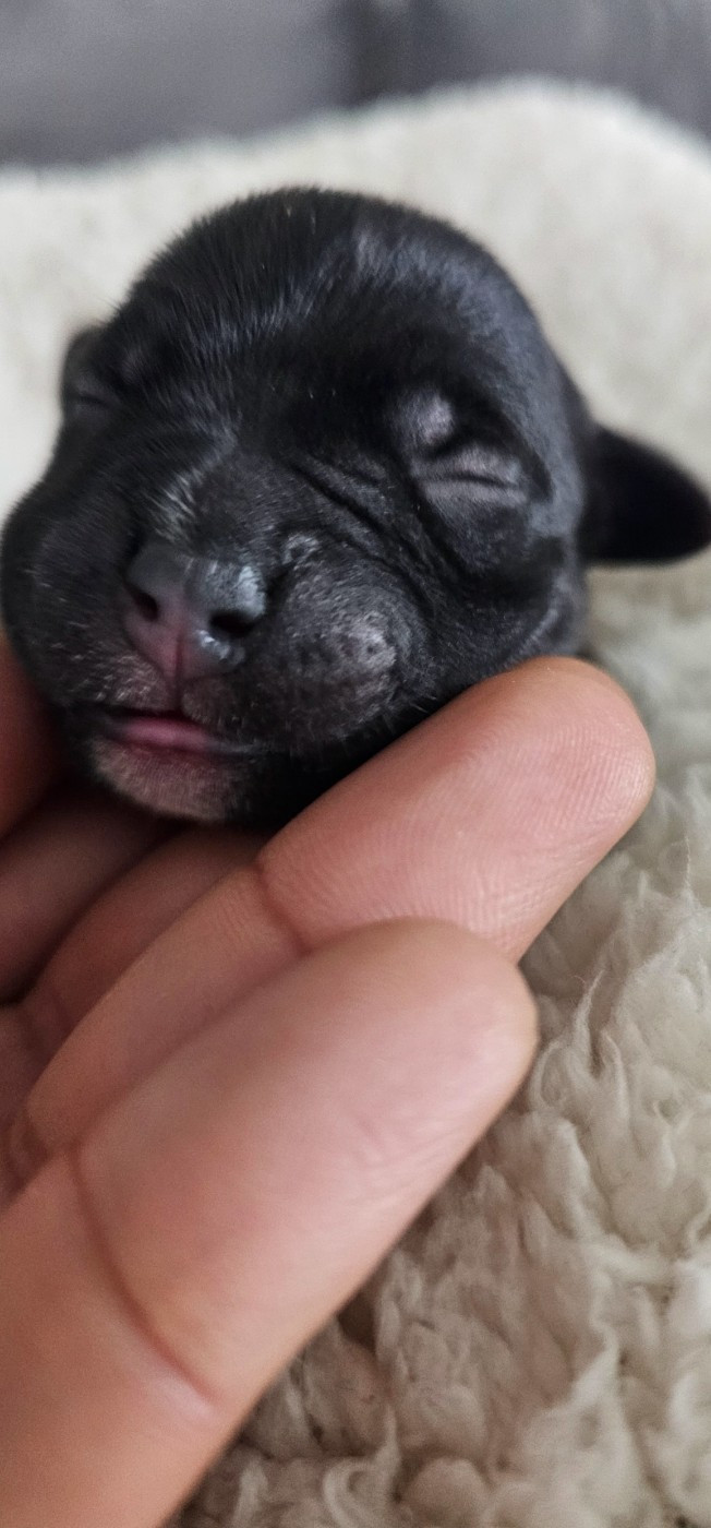 Karukera Empire - Chiots disponibles - Staffordshire Bull Terrier