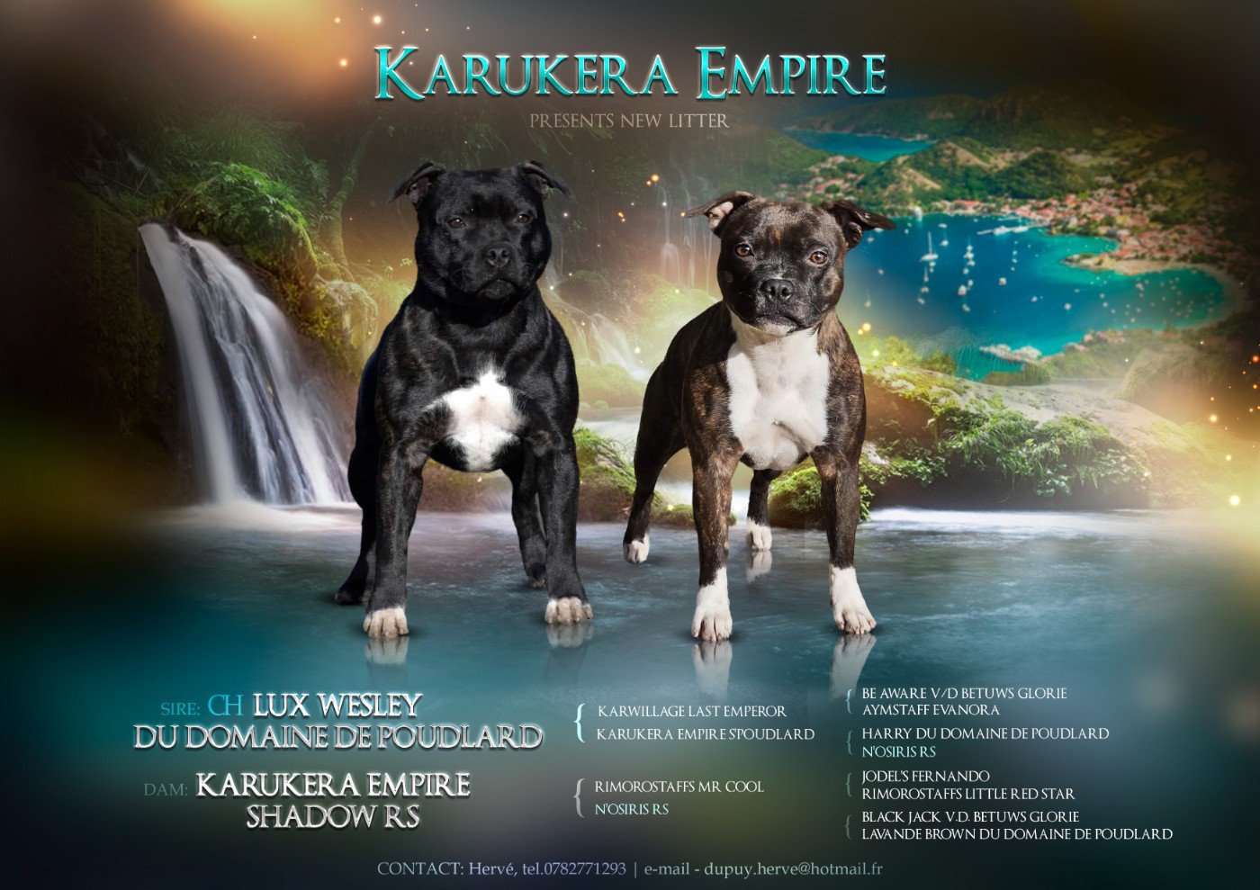 Chiot Staffordshire Bull Terrier Karukera Empire