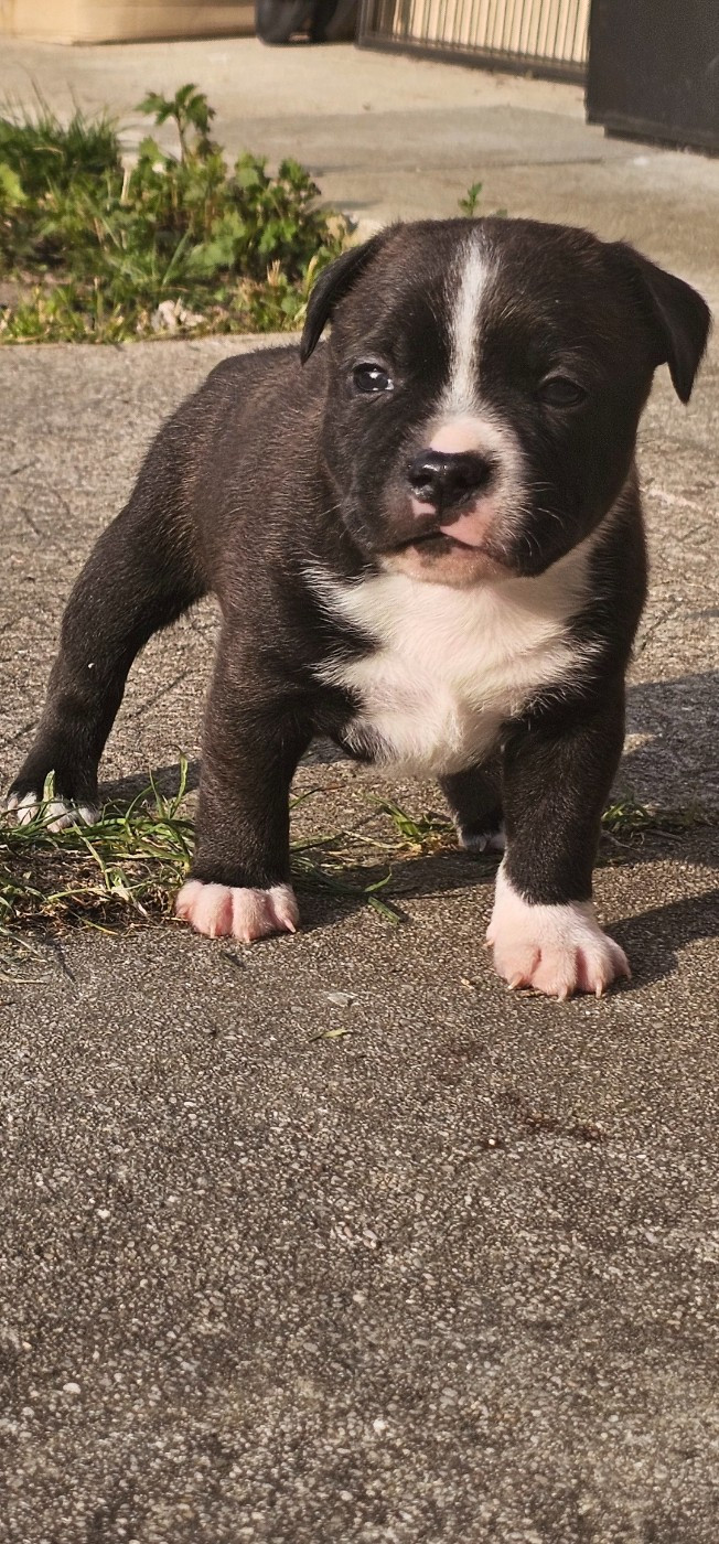 Karukera Empire - Chiots disponibles - Staffordshire Bull Terrier