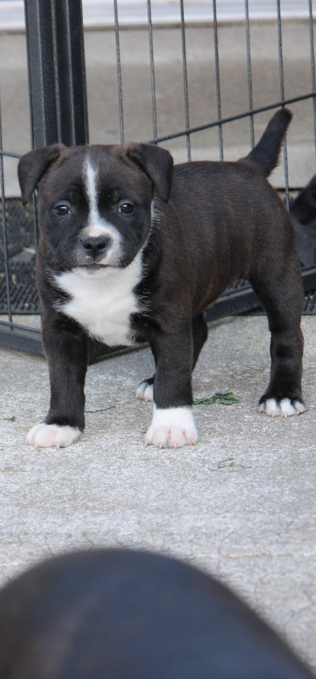 Karukera Empire - Chiots disponibles - Staffordshire Bull Terrier