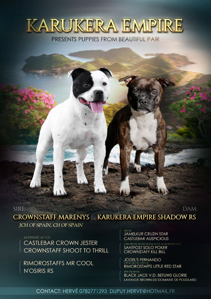 Chiot Staffordshire Bull Terrier Karukera Empire