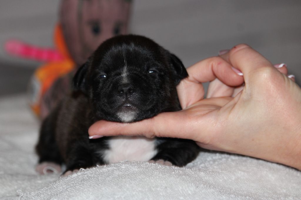 Karukera Empire - Chiots disponibles - Staffordshire Bull Terrier